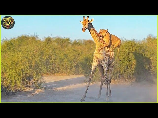 Giraffe vs Lion: Heart Stopping Moments from a Wild Chase Caught on Camera | Animal Fighting