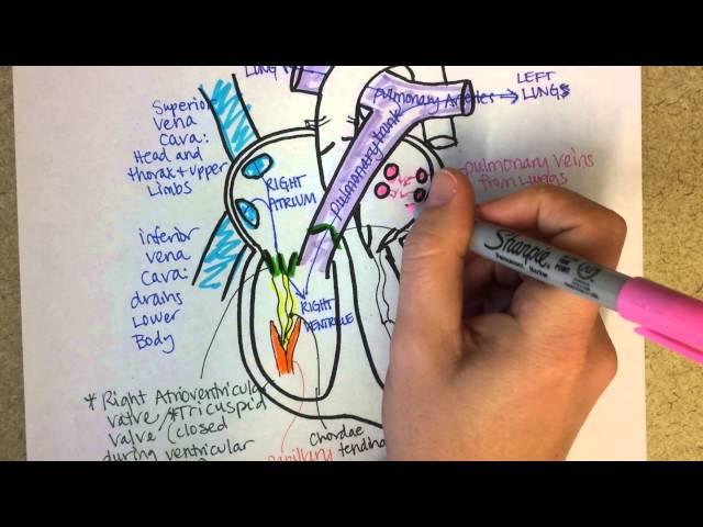 Heart Structure and Circulation