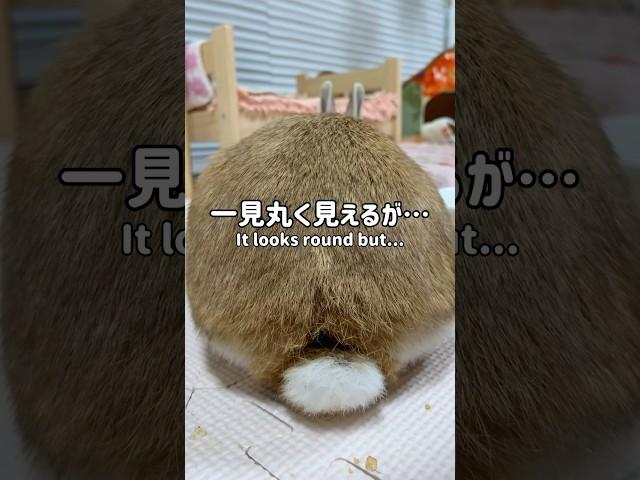 うさぎ珍百景 #rabbit #bunny #うさぎちゃん