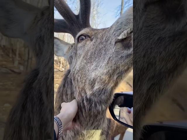 Parc Omega #brasileirospelomundo #shorts #intercambio #morandofora #brasileirosnocanada #quebec