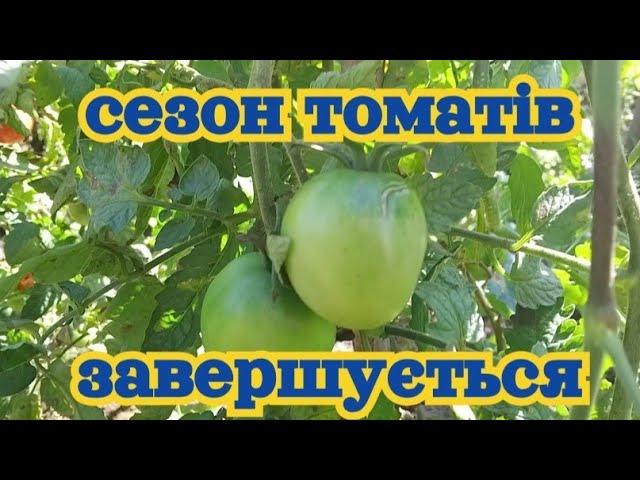 Помідори ще ростуть.