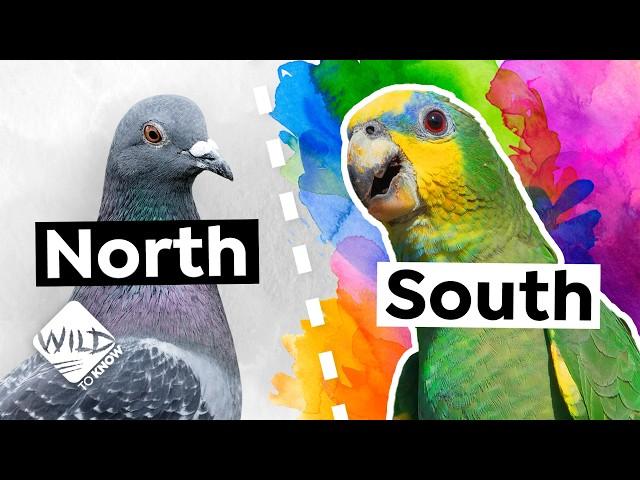 How Tropical Birds Create Their Vibrant Colors - The Science Behind It!