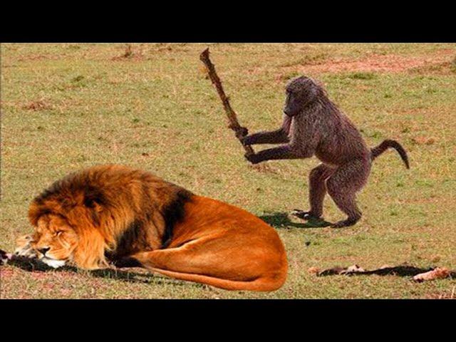 Funny Animals That Will Definitely Brighten Your DayFunniest Animals 2022