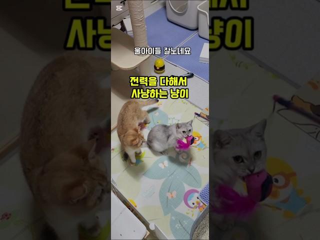 사냥놀이 끌어다기는 힘G #고양이 #cat #브리티쉬숏헤어 #猫 #사냥 #낚시 #fishing