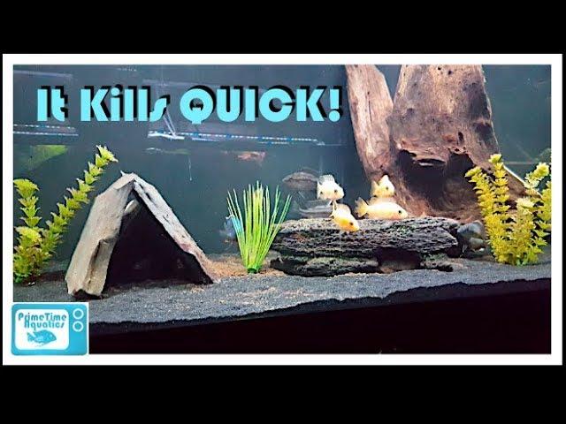 How to Lower Ammonia in an Aquarium