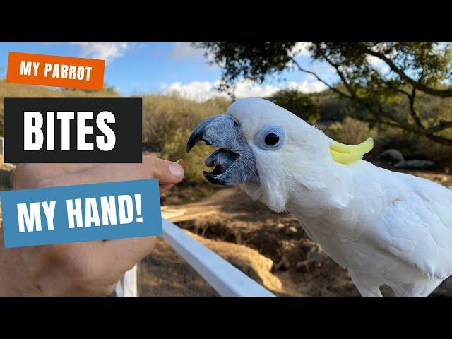 Why your parrot bites when you give it treats (and how to solve it)