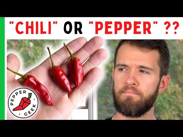 "Chili" or "Pepper" - Which One Is It? - Pepper Geek
