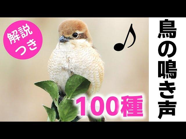 解説！鳥の鳴き声100種【保存版】