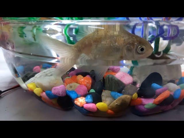 Easy DIY Fish Aquarium How to make plastic bottole aquarium at home low cost