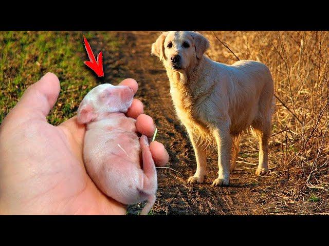 The dog brought puppies from the forest After two months it became clear that it wasn't a dog at all