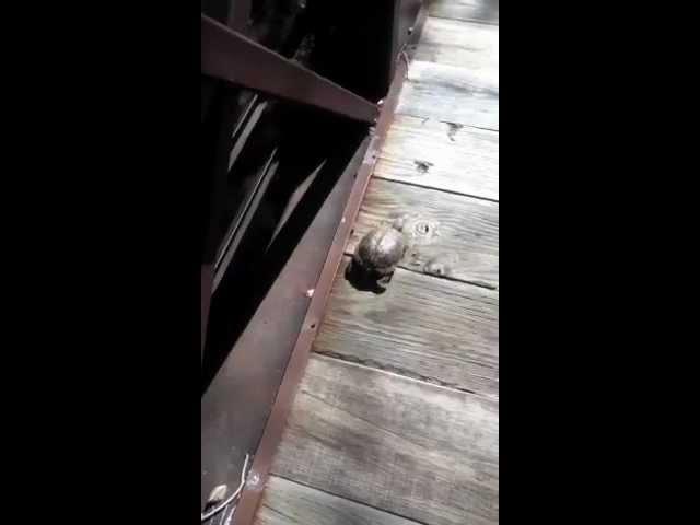 Turtle on the bridge, August 6, 2012, video