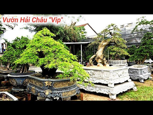 Tham Quan Vườn Hải Châu " Khủng" Nhiều Cây Cảnh BonSai Đẹp. Quang Anh An Nhơn Bình Định #0914081796