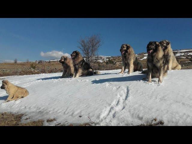 Illyrian Shepherd Crew