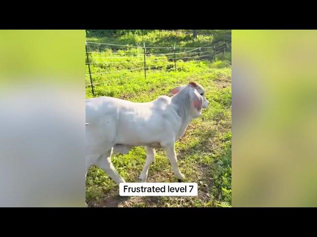  Rufus The Bull