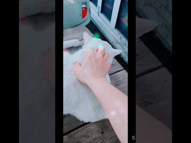 미키와 째째#고양이#야옹이친구들#낮잠