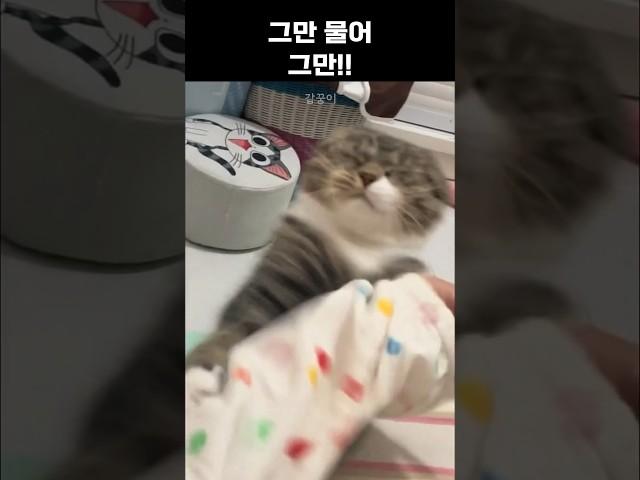 자꾸 무는 고양이 대처법