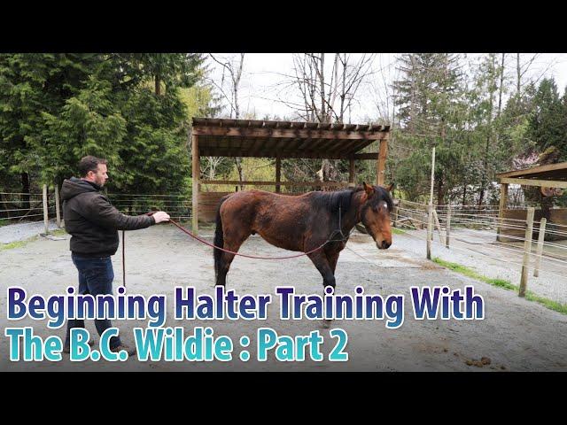 Beginning Halter Training With The B.C. Wildie - Part 2