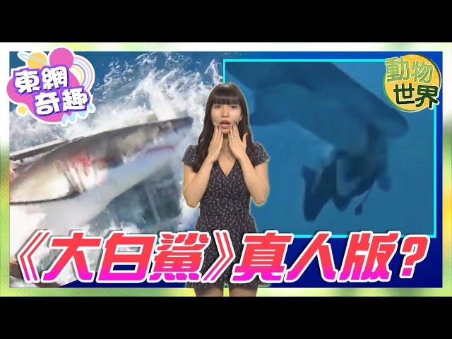 【on.cc東網】動物世界︰中國女遊客潛水疑非法用餌　遭鯊魚咬頭恐怖畫面曝光