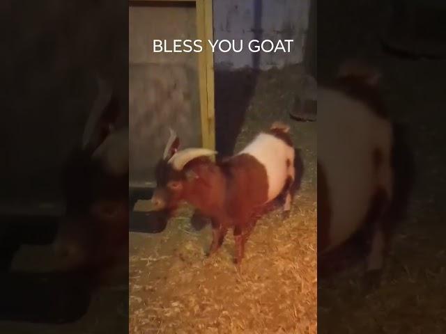 GOAT SNEEZE! #homesteading #alphaacres #goats #farmlife #therealgoat #thegoat #goat