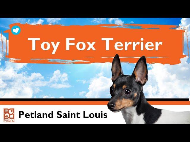 Toy Fox Terrier Puppies | Fun Facts & Personality Traits