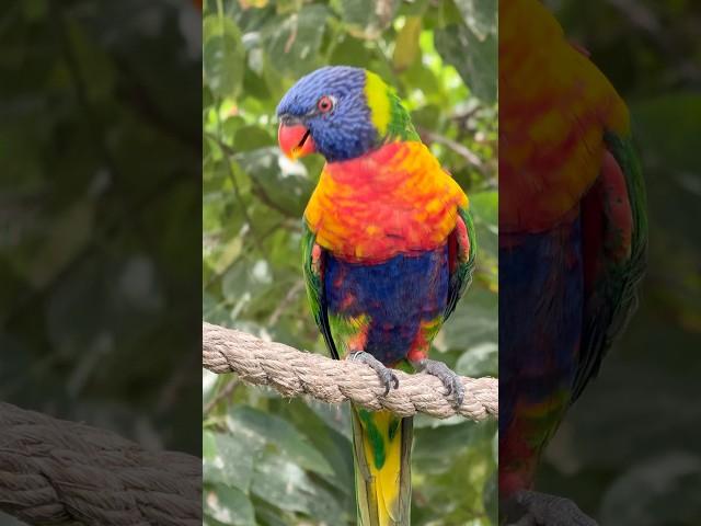 Rainbow Lorikeet Busts a Move!  #DancingBird #viral #birds #animals