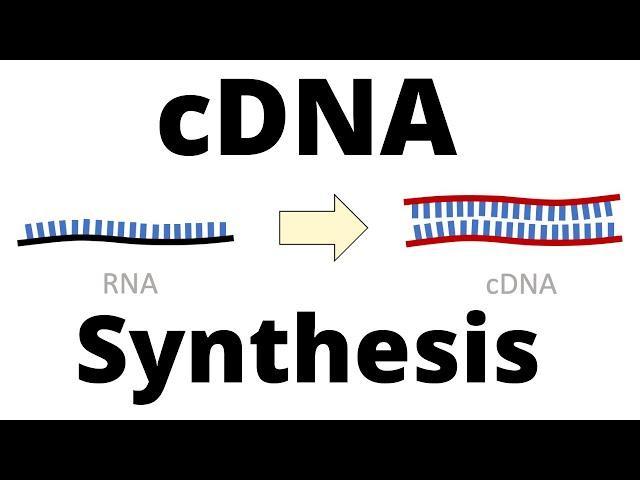 cDNA Synthesis Protocol by Reverse Transcription