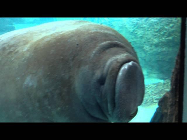 Manatee Face Smoosh