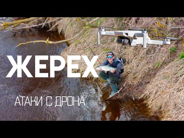 Жерех атакует с поверхности! Злые поклевки на спиннинг. Видео с дрона. Drone video asp attack.