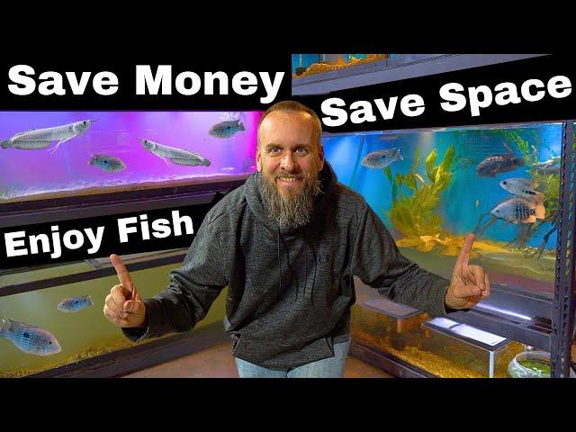 How To Set Up an Awesome Fish Room on a Budget