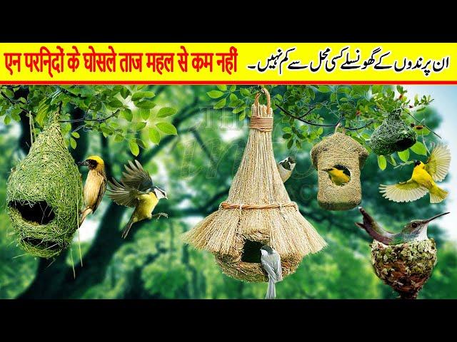 Most Beautiful Nest Is Made By Which Bird | Most Beautiful Nest In The World.