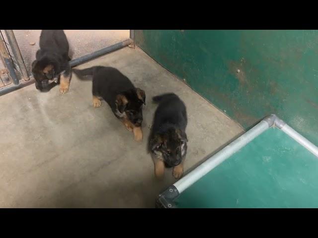 These German Shepherd puppies got solid nerves!