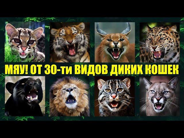 Как мяукают и рычат 30 видов диких кошек мира Кошачьи разговоры