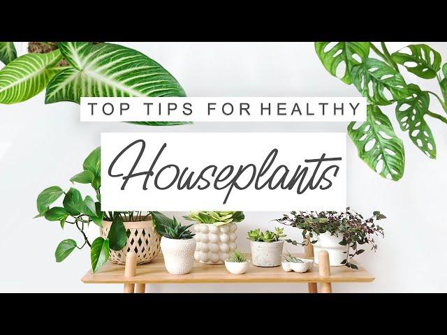 House Plant Care Tips For Beginners  TIPS and TRICKS For Houseplants