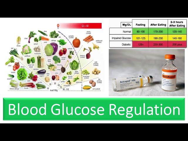 Blood Glucose Regulation -Blood Sugar Levels, Role of Insulin & Glucagon, Fasting and Post Prandial