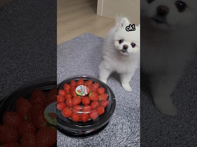 강아지에게 딸기를 보여주면~