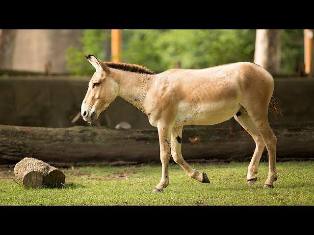 Animal Spotlight: Persian Onagers