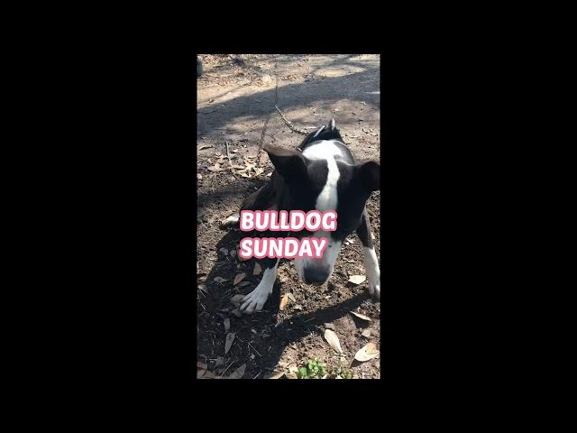 Pro-Styles Kennel Happy BullDog Sonday #2
