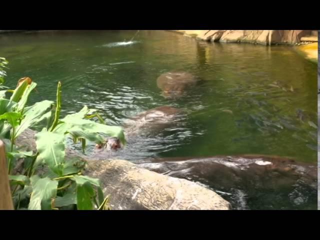 Hippos Zoo Cologne 2015