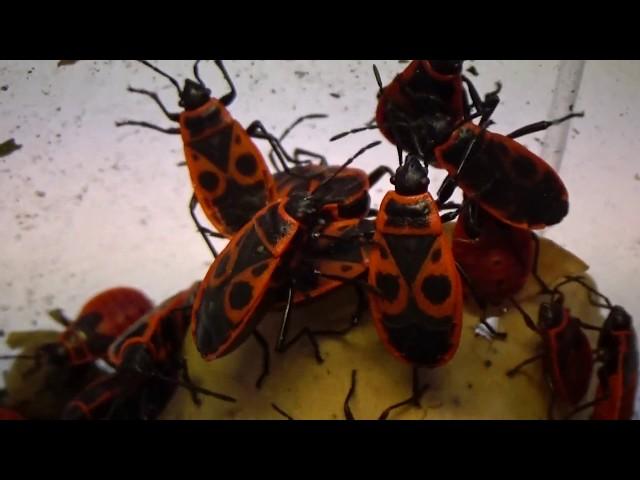 Under Microscope: How are Firebug, Pyrrhocoris apterus, Laying Eggs in a Petri Dish?