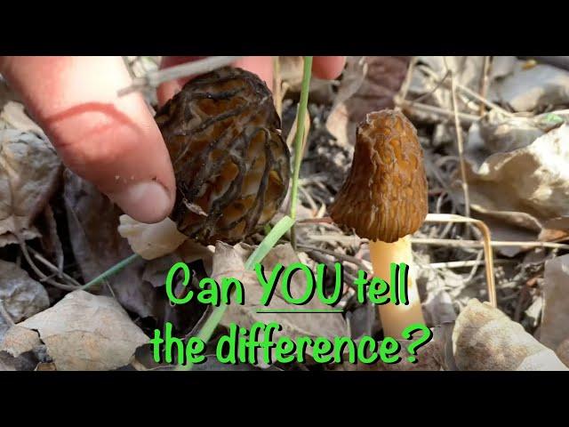 How To Identify a Real Morel From a False Morel
