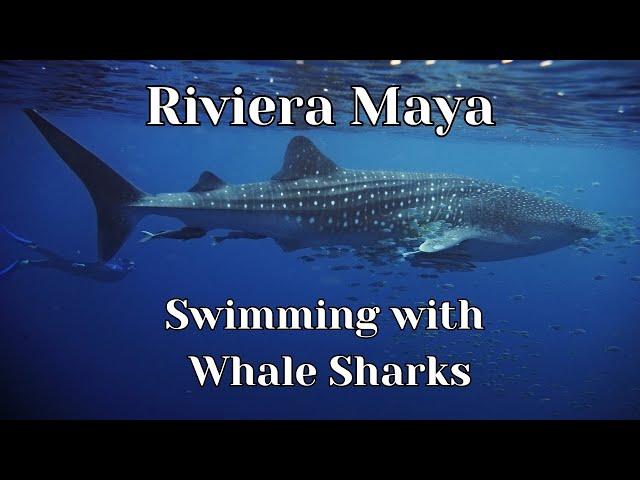 Whale Sharks in Riviera Maya Mexico. Swimming with whale sharks is it dangerous?