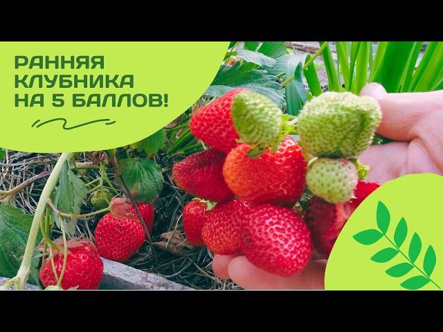 Раннеспелая ремонтантная клубника Вима Рина