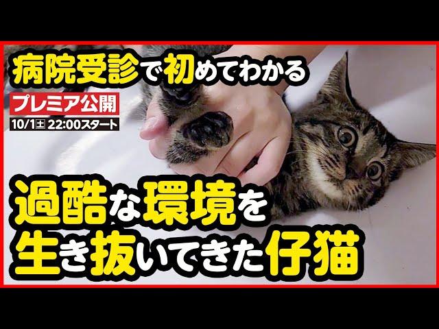 【子猫保護】見た目は健康？でも実際は...過酷な環境で生き抜いてきた子猫を保護しました