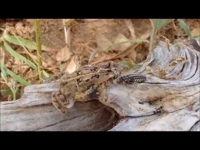 Sclerophys predated by Dytiscidae larva, Mauritania