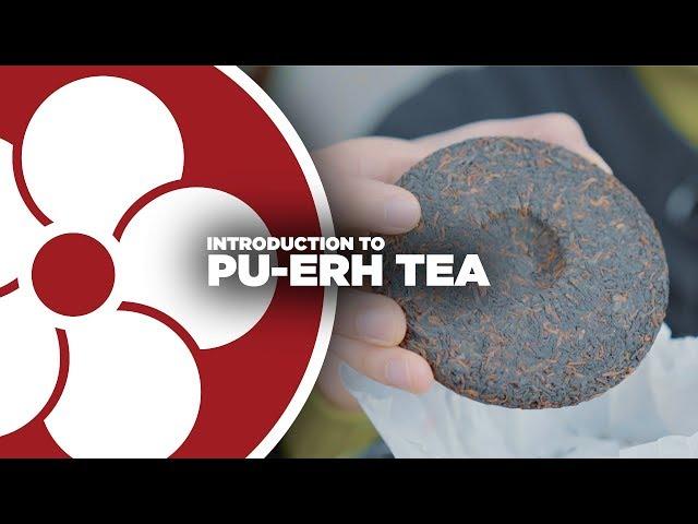 What is PU-ERH TEA?