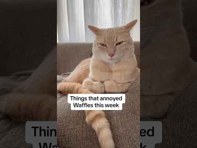 Things that annoyed Waffles this week #cats #maple #pets #grumpycat