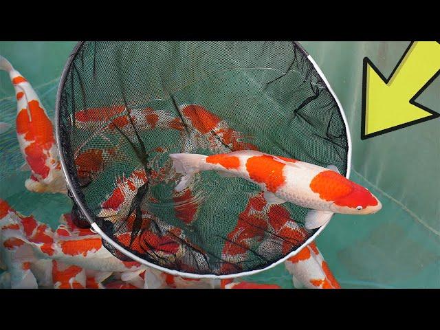 This Stops the Growth of your Fish in the Pond - checklist for Bigger Koi!