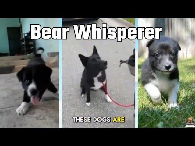 6 Week Experiment with Karelian Bear Dogs Changed Everything