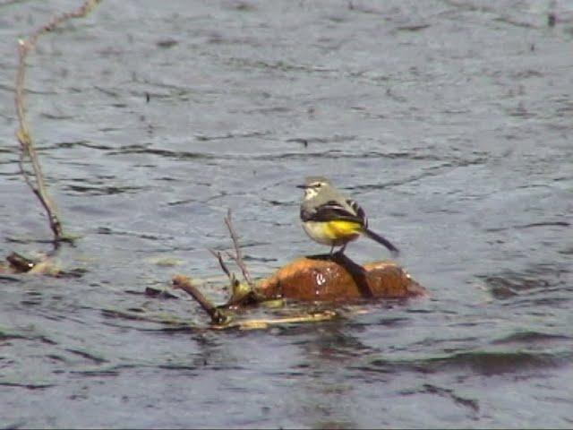 Sperlingsvögel Gebirgsstelze (Motacilla cinerea) - Grey Wagtail - Video von KLAUS TAUX