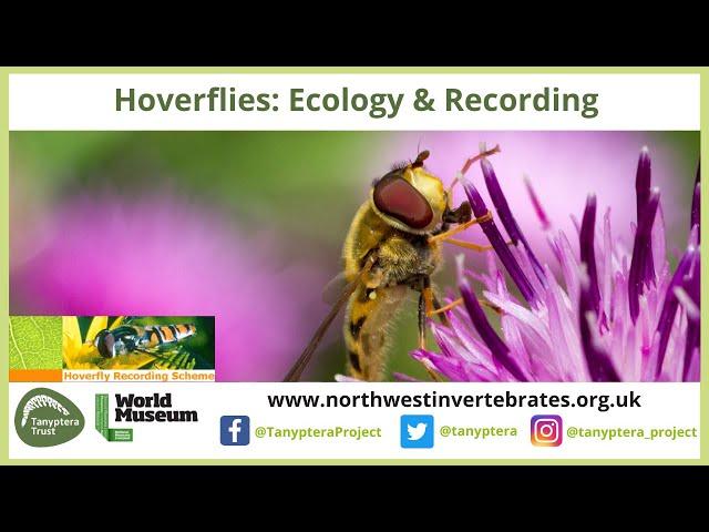 UK Hoverflies (Diptera, Syrphidae): Ecology and Recording